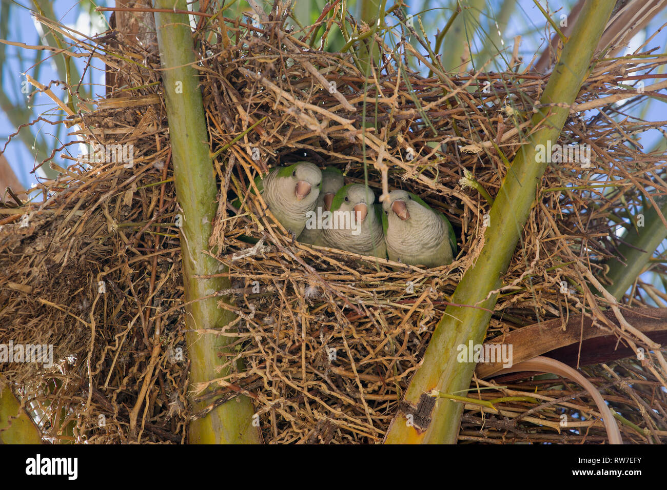 Monk Parakeets, also known as quaker parrots,  nesting in a palm tree at Torrox Costa in Spain. Invasive & feral in many Spainish coastal resorts Stock Photo