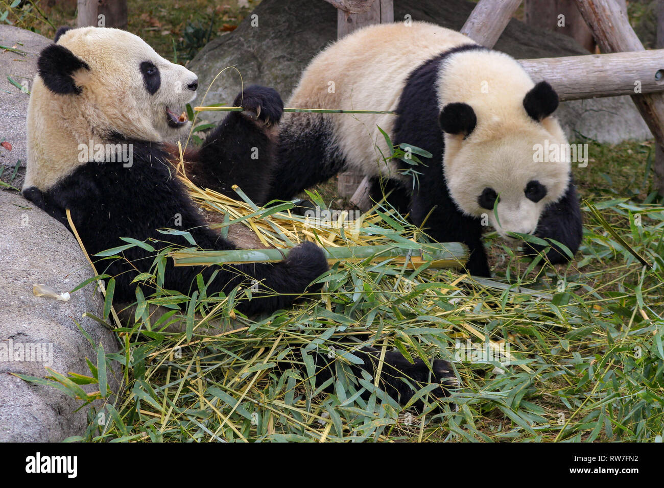 Giant Panda Habitat Destruction