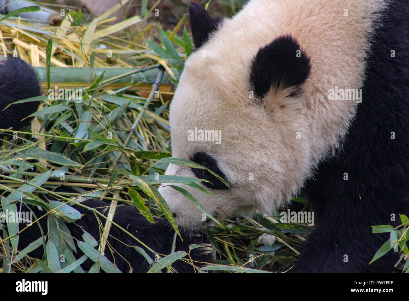 Panda chewing bamboo these pandas are endangered due to habitat loss