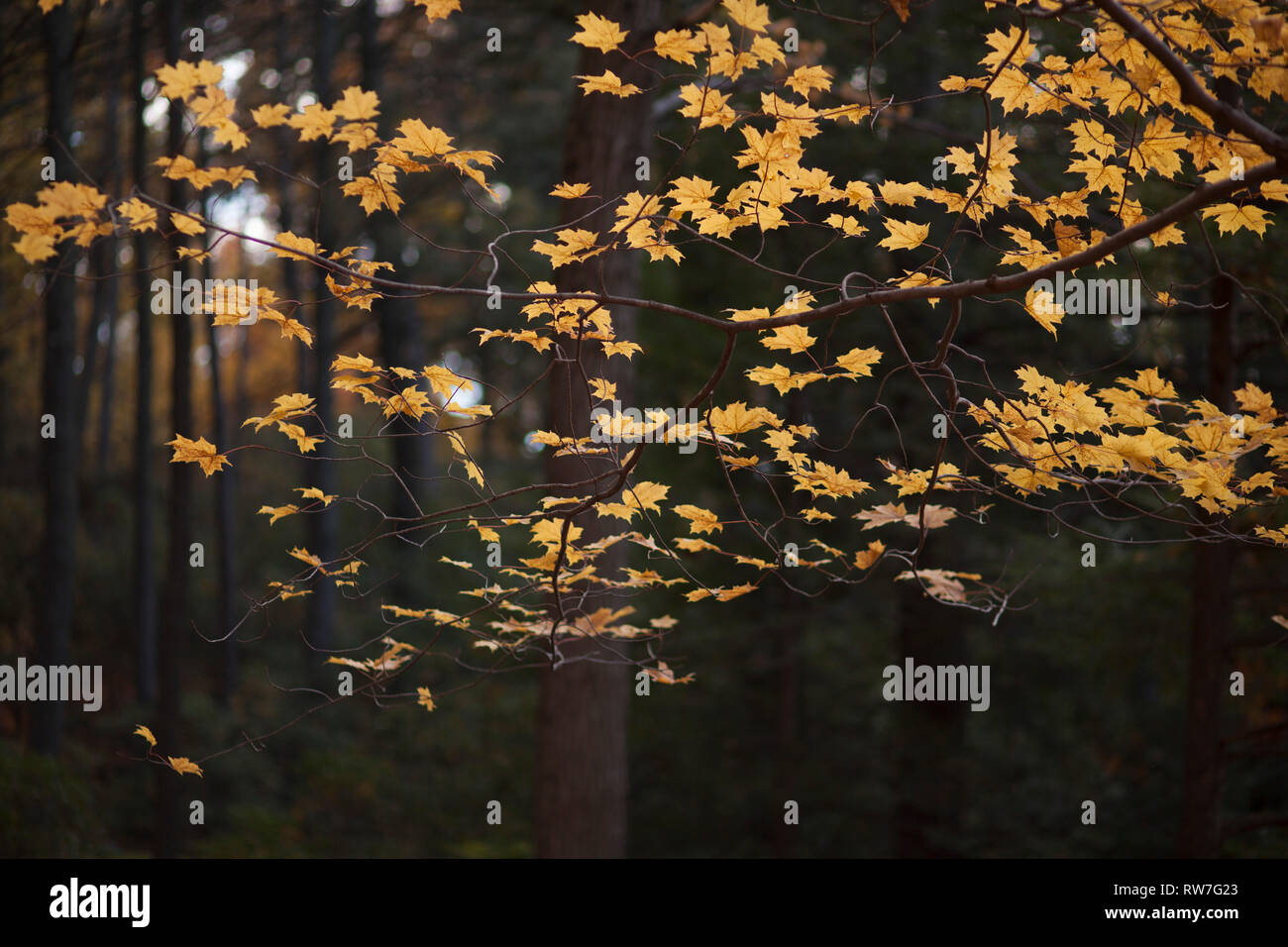 Autumn Maple Tree with Golden Leaves Stock Photo Alamy
