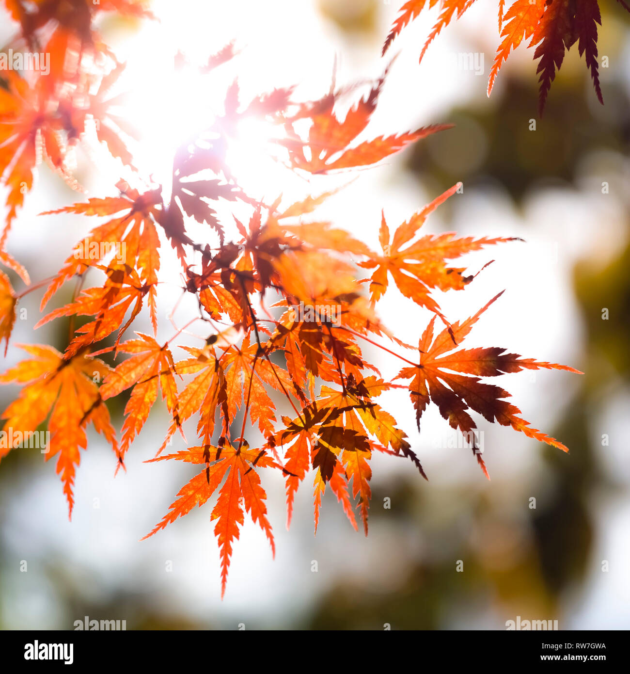 Back-Lit Orange Japanese Maple Tree Leaves Stock Photo - Alamy