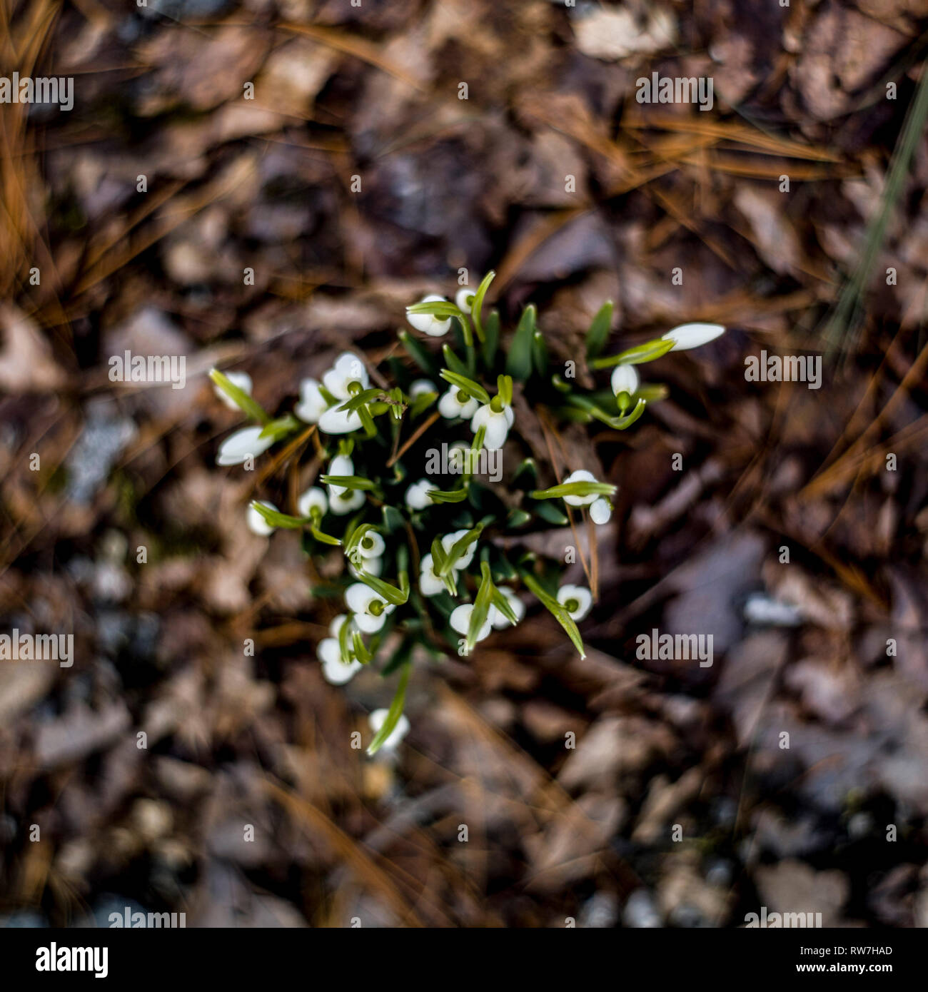 High Angle View of Snowdrops Emerging through Fallen Leaves and Light Snow Stock Photo