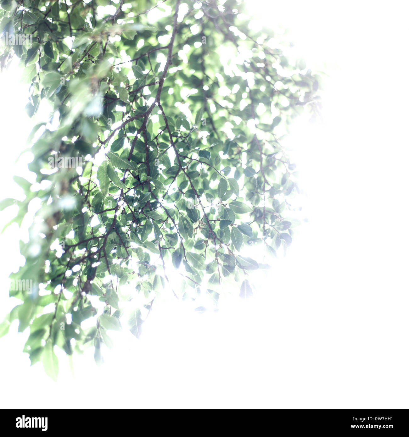 Chinese Elm, Ulmus parvifolia, Tree Branches with Green Leaves against White Sky Stock Photo