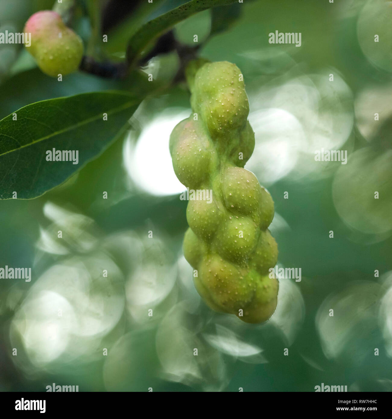 Loebner Magnolia Seed Pods, Close-Up Stock Photo
