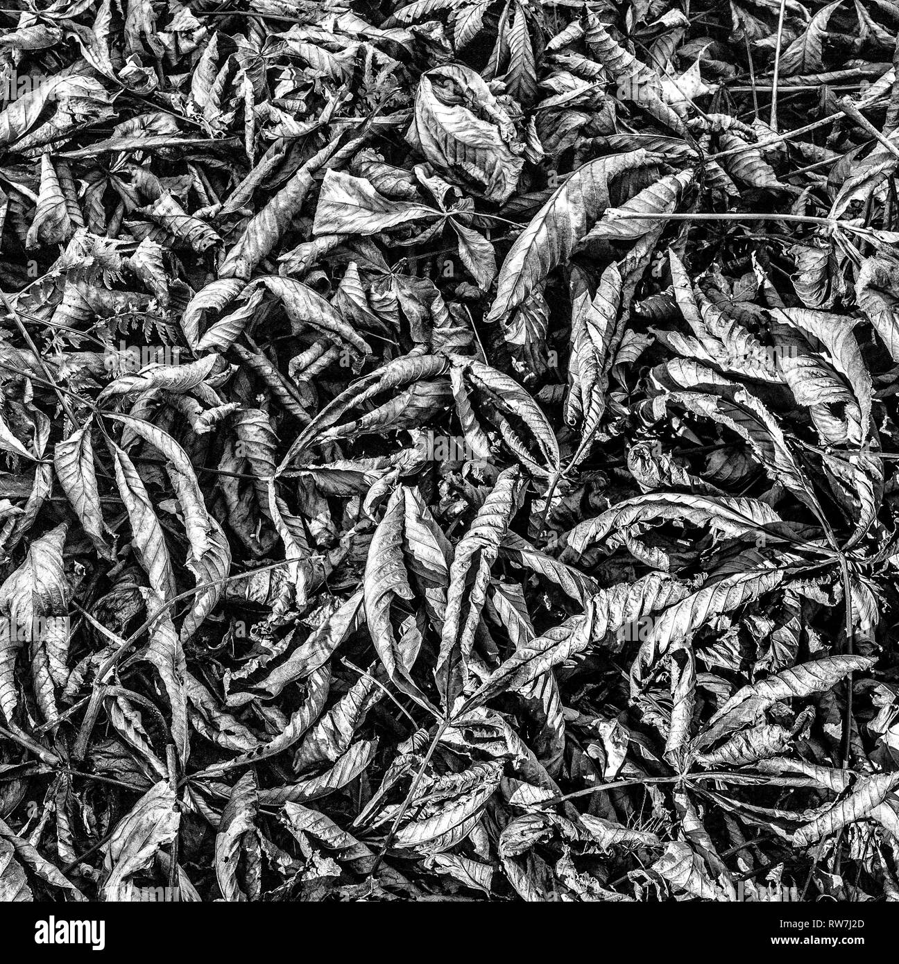 High Angle  View of Curled Dried Leaves on Ground Stock Photo