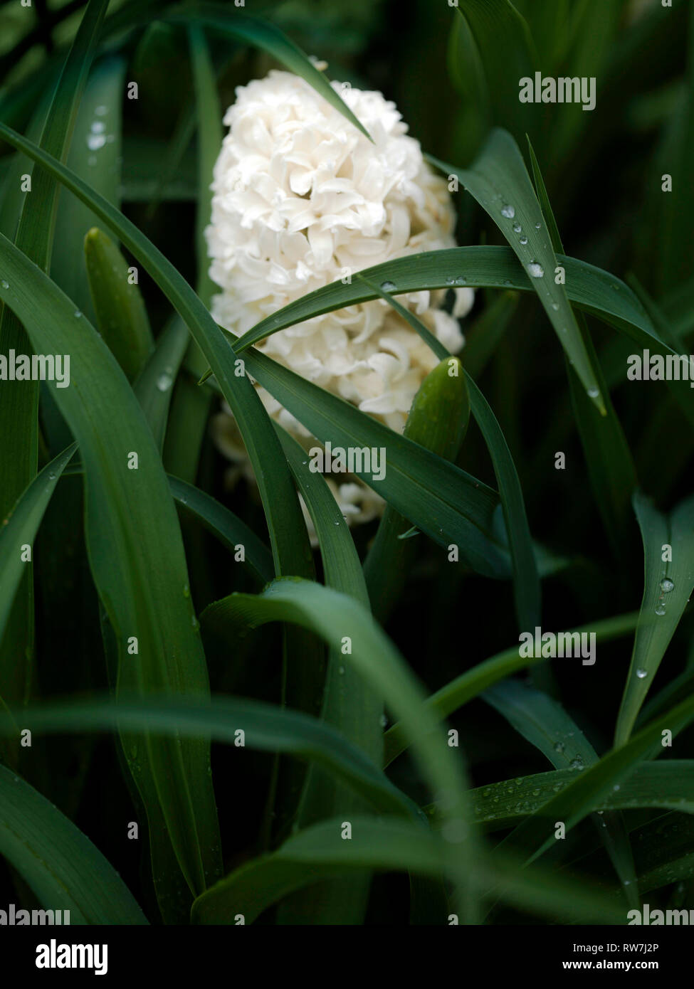 White Hyacinth Bloom Nestled Amongst Green Leaves with Raindrops Stock Photo