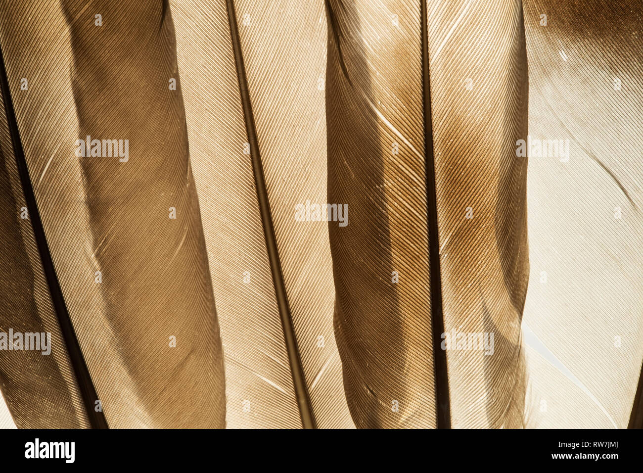 Transparent feathers texture close up Stock Photo