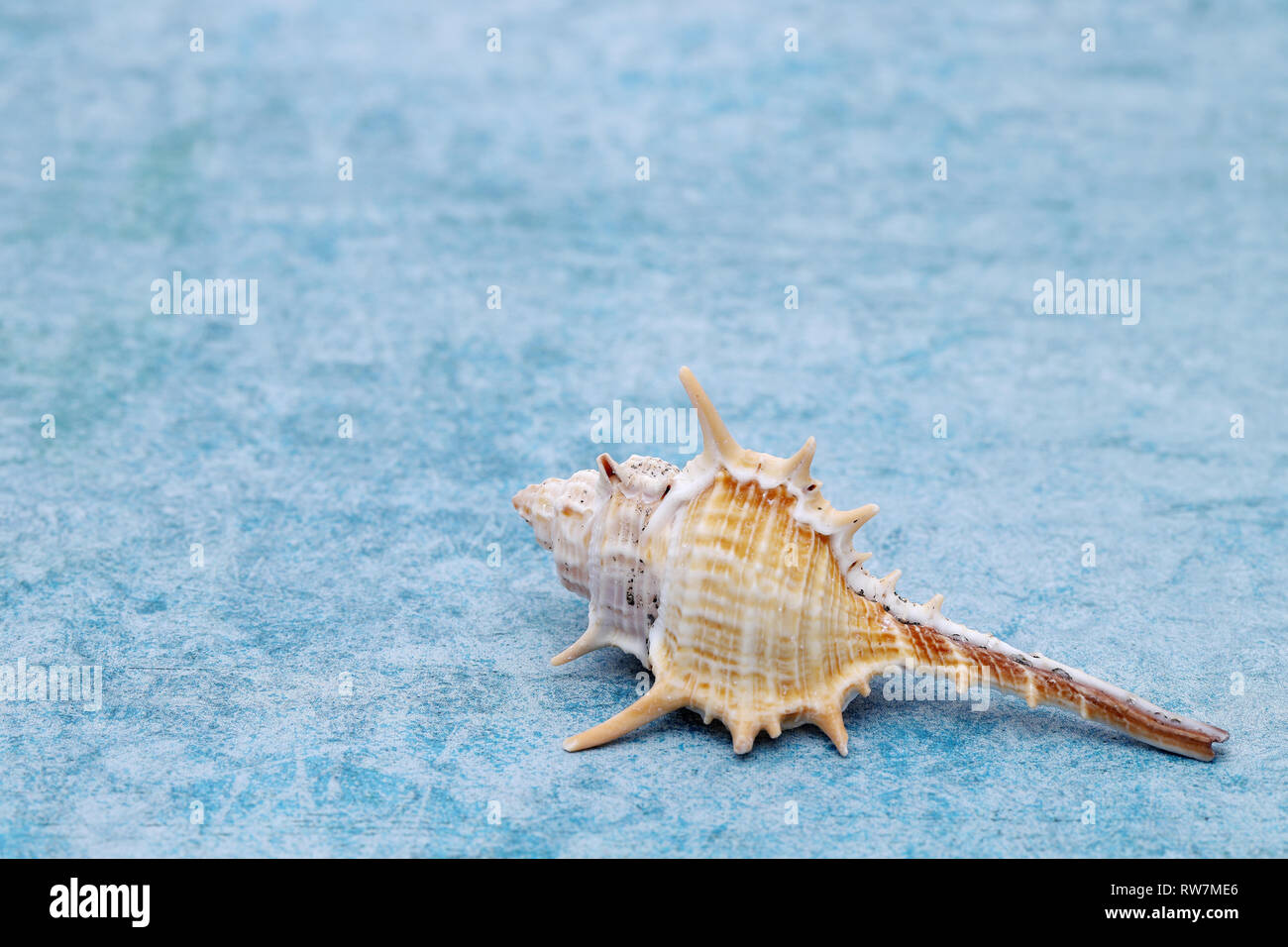 close up of spiny seashell on a blue background Stock Photo