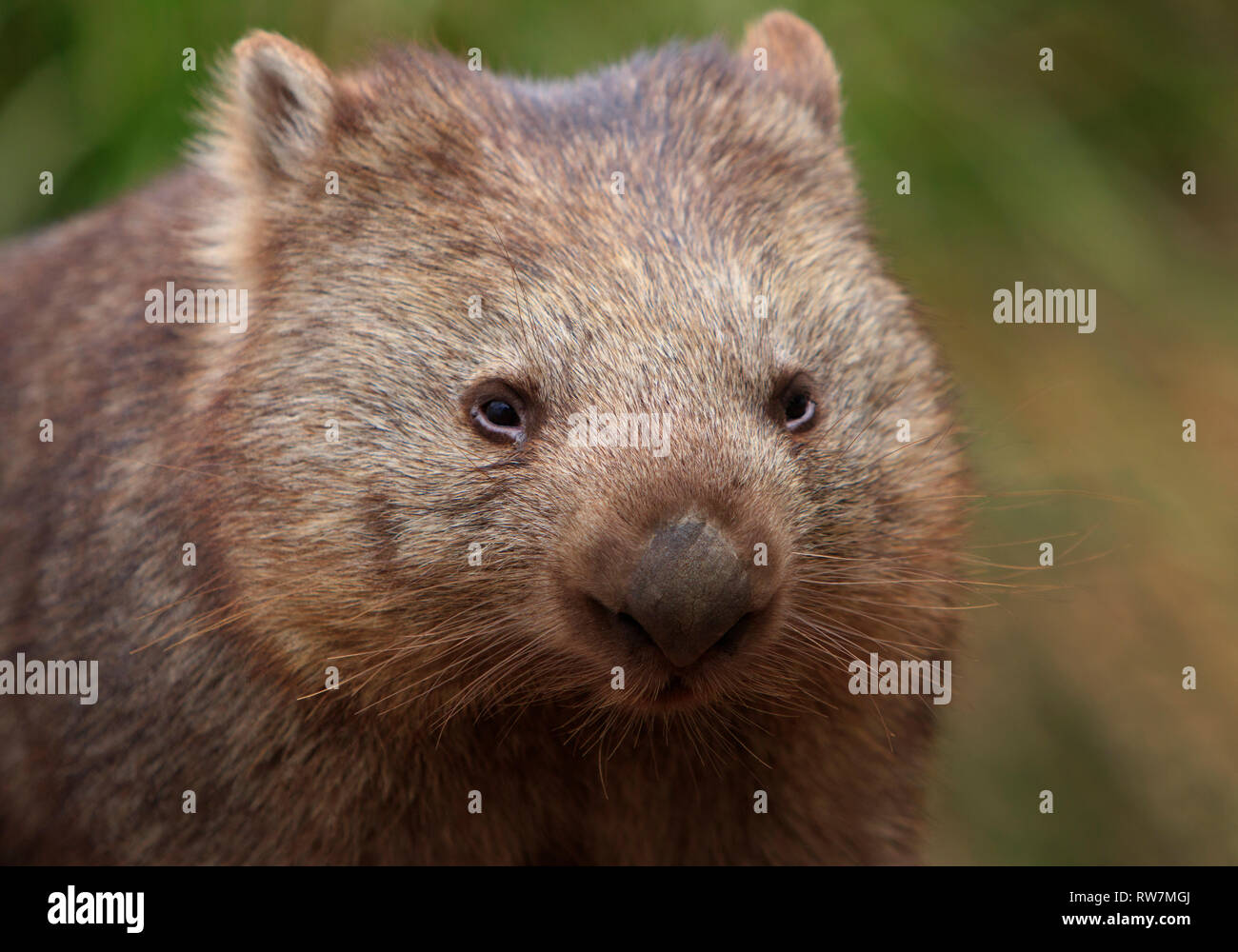 A Common Wombat Vombatus Ursinus Close Up Focusing On Face Stock Photo Alamy