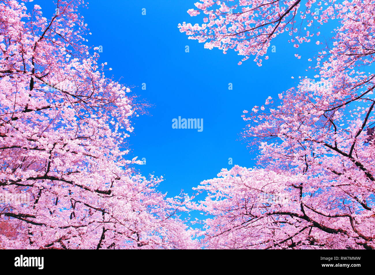 Cherry blossoms and blue sky Stock Photo - Alamy