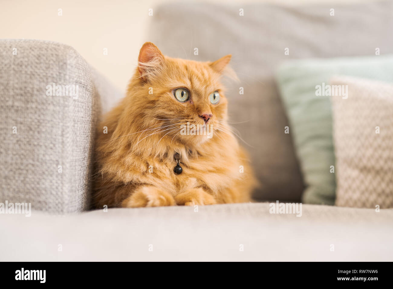 Beautiful ginger long hair cat lying on the sofa on a sunny day at home Stock Photo