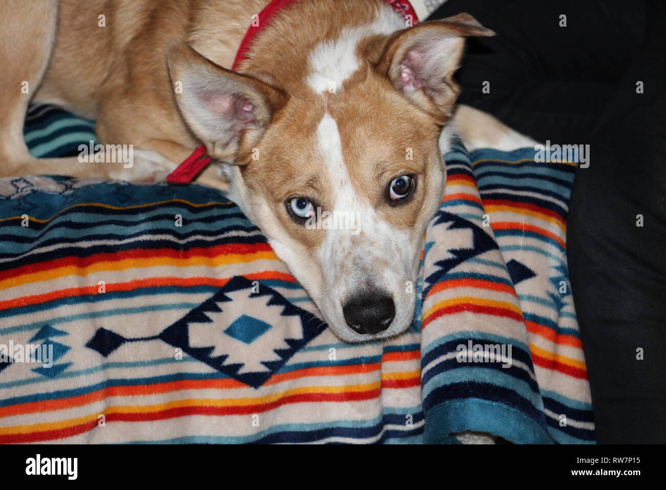 Why Does My Dog Lay On The Back Of The Couch