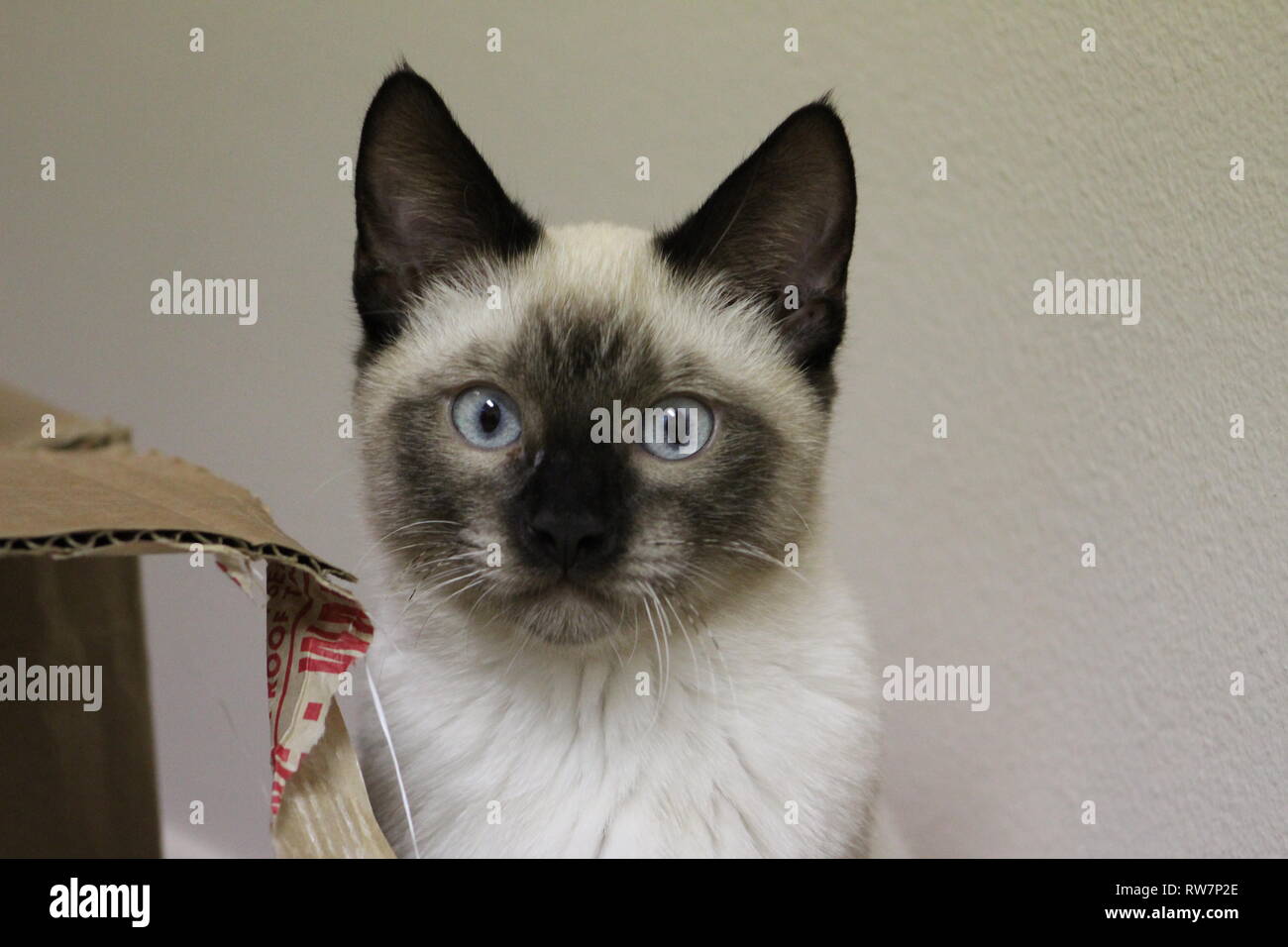 Cute Black and White Siamese Cat Stock Photo Alamy