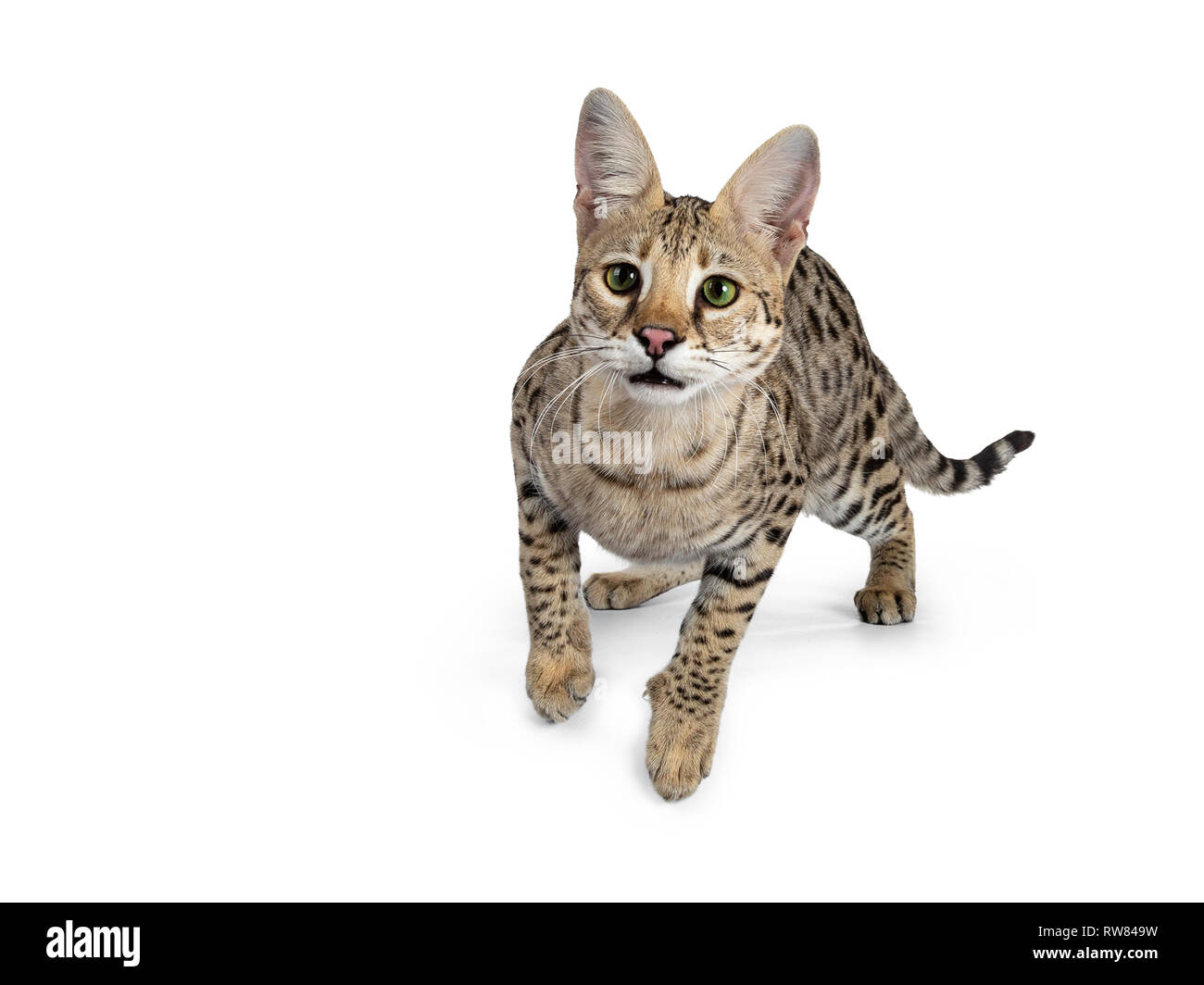 Cool young adult Savannah F1 cat, ready to jump. Looking straight ahead beside camera with green eyes. Isolated on white background. Stock Photo