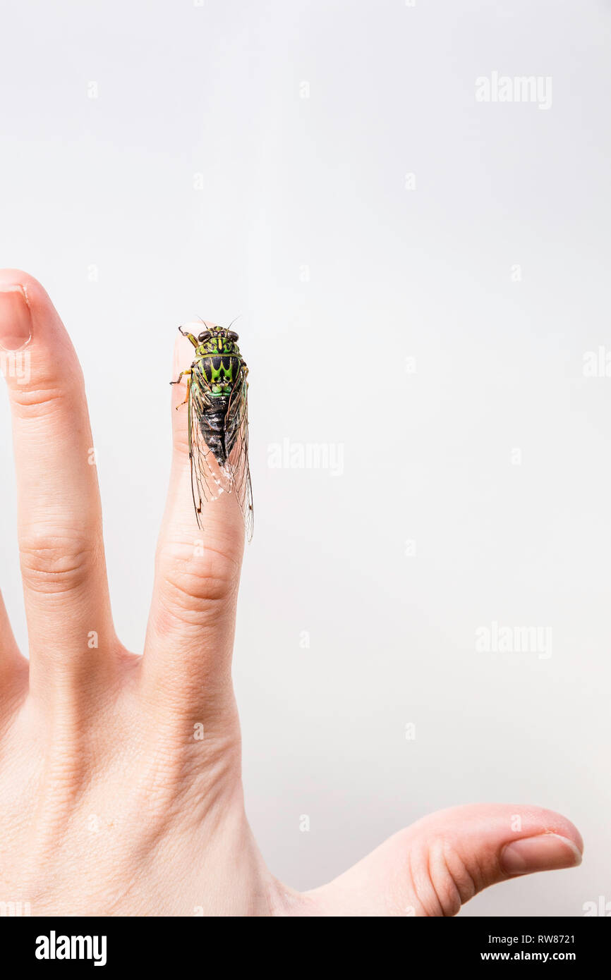 Green cicada (Cicadoidea) sitting on the tip of someone's finger, with ...