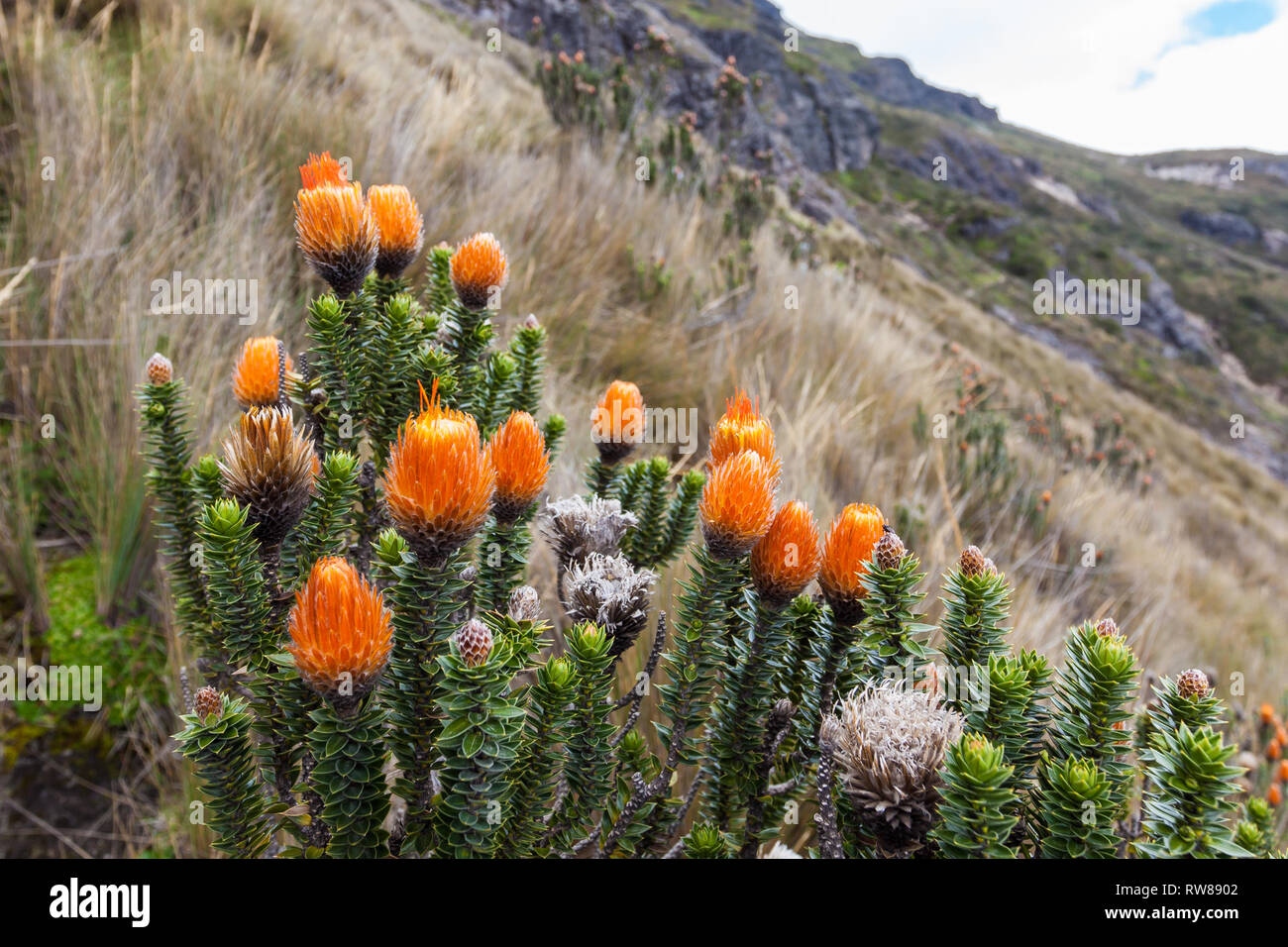 Flowers of chuquiragua, the flower of the Andes climber Stock Photo