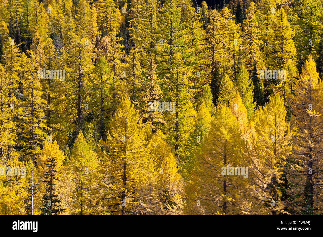 Majestic and numerous western larch, (Larix occidentalis) changing ...