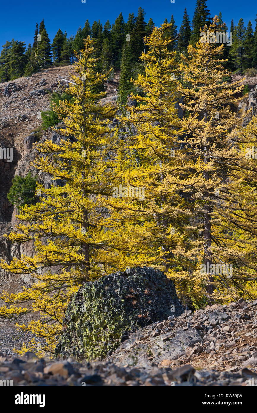 Majestic and numerous western larch, (Larix occidentalis) changing color in the fall just as broad leaf deciduous trees do creating stunning landscape Stock Photo