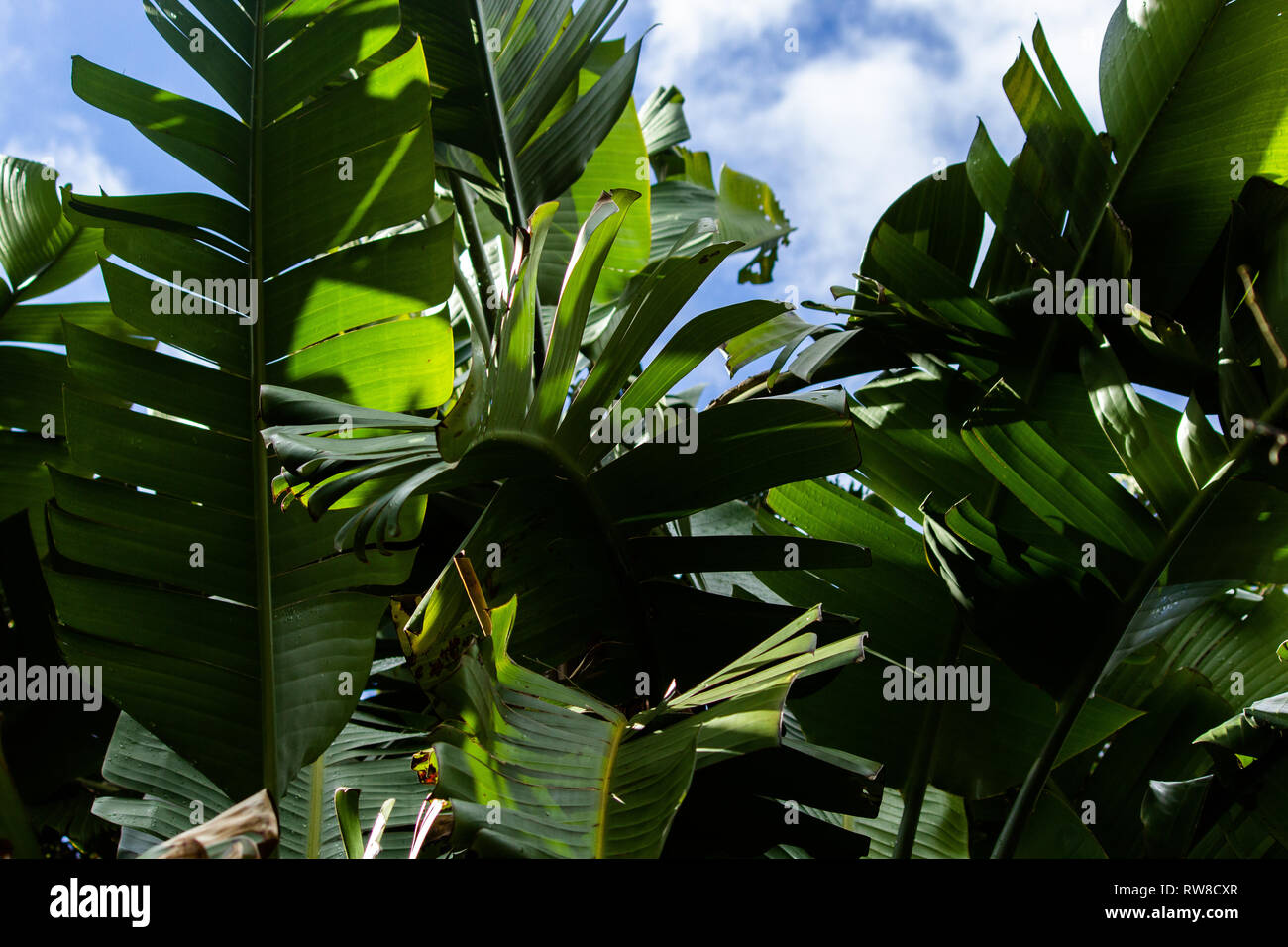 Leaves of a Banana Tree with the Sky in the background Stock Photo