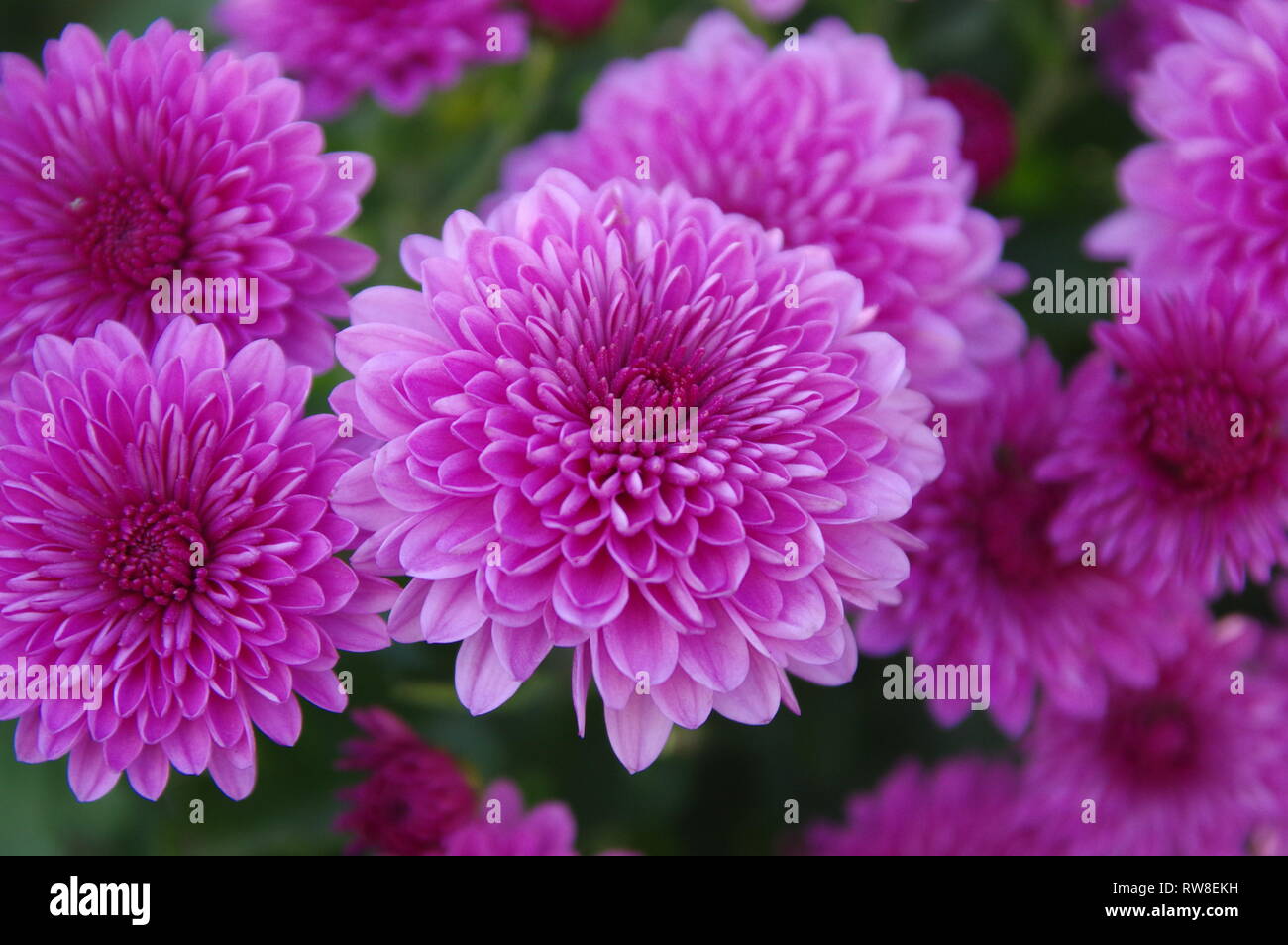 Pink Flowers (Kelson Burns) Stock Photo