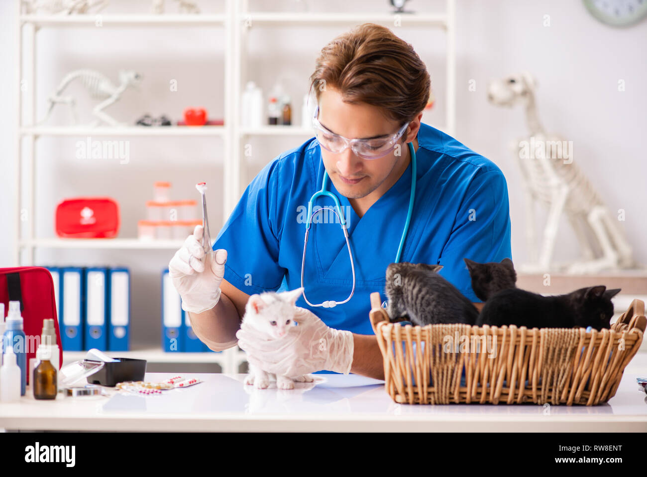 Vet doctor examining kittens in animal hospital Stock Photo