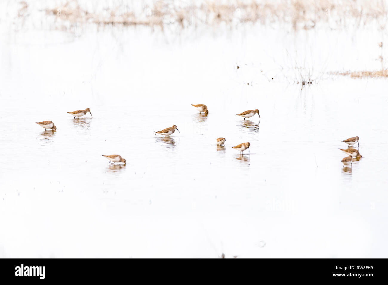 Western Sandpipers ( Calidris mauri) at the Merced National Wildlife refuge in the Central Valley of California Stock Photo
