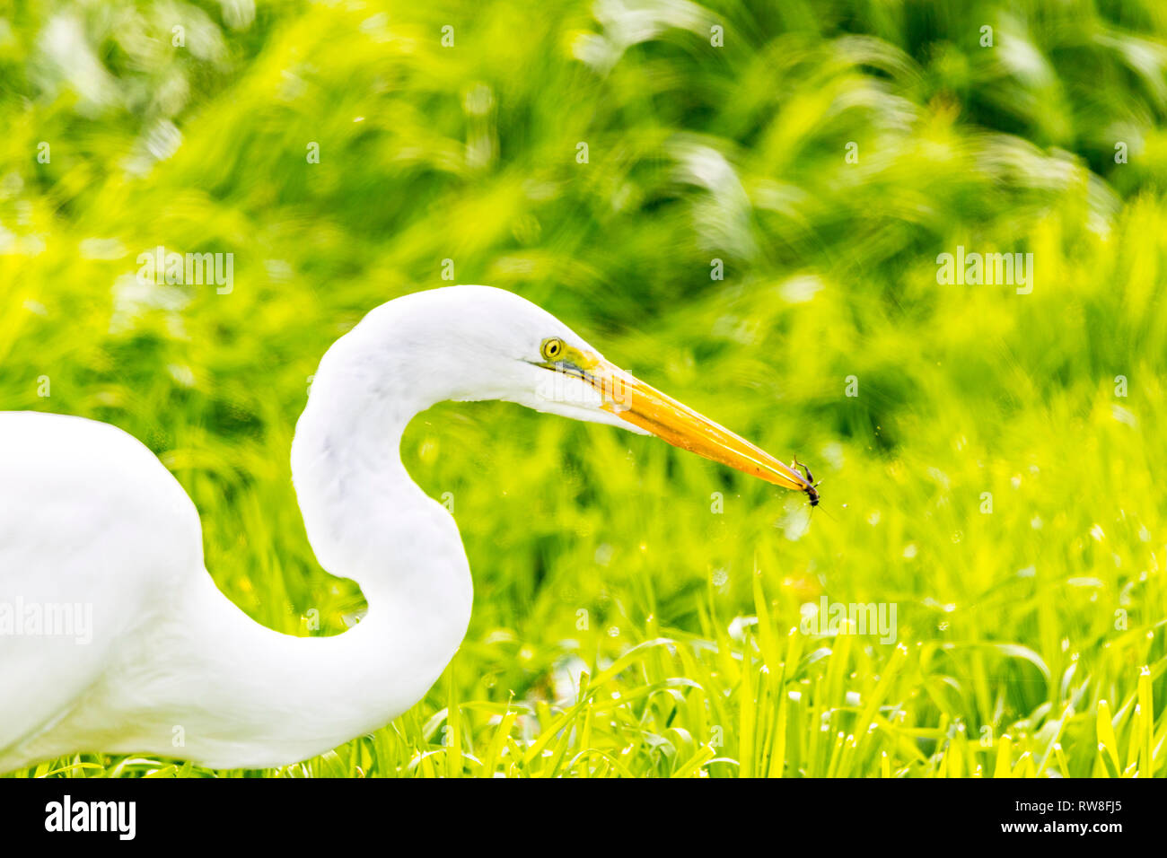 A Great Egret (Ardea alba) hunts for crickets at the Merced National Wildlife Refuge in the Central Valley of California USA Stock Photo