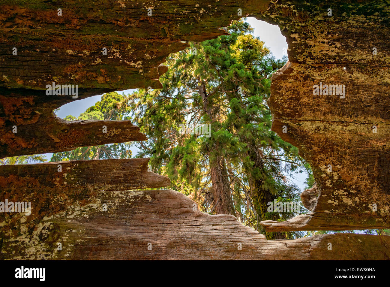 Giant sequoia (Sequoiadendron giganteum) visible through the hole in hollow fallen tree trunk Stock Photo