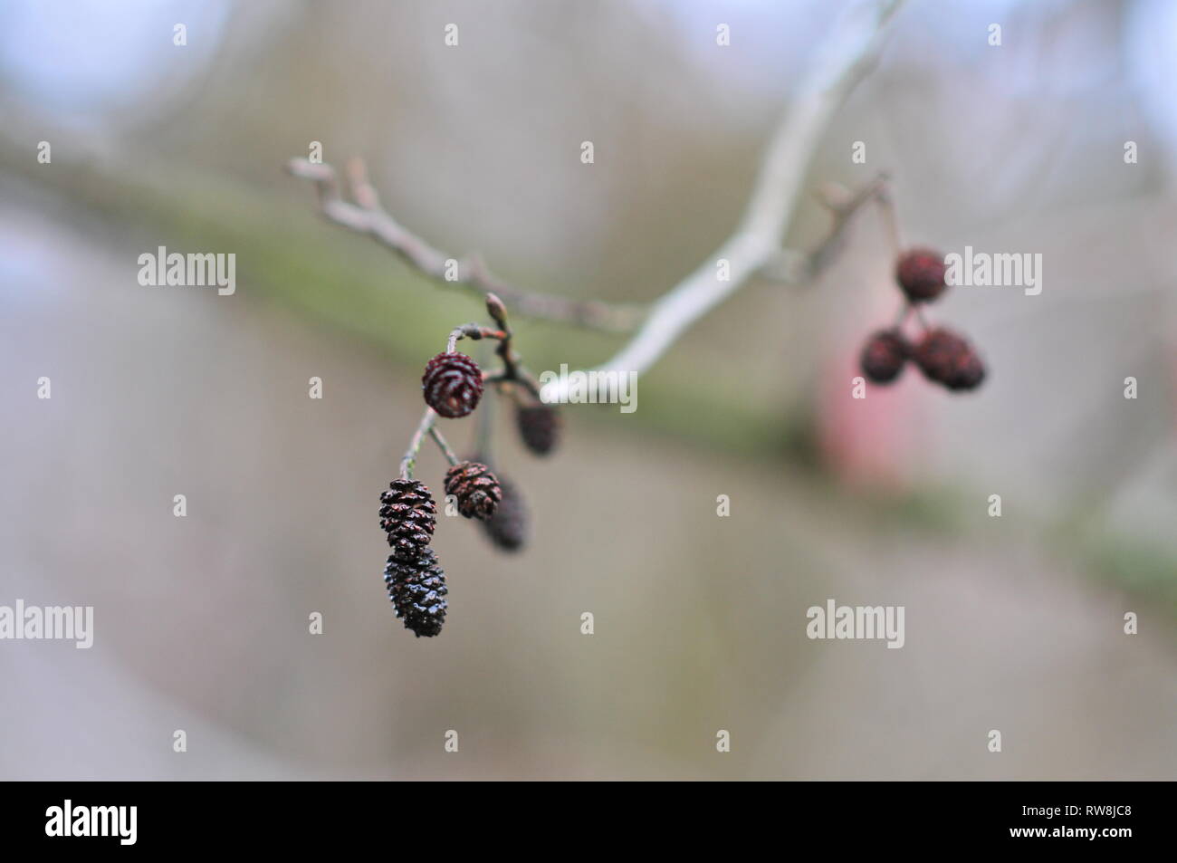 Alder flowering plants (Alnus) (Alnus serrulata) flowers on the branch Stock Photo