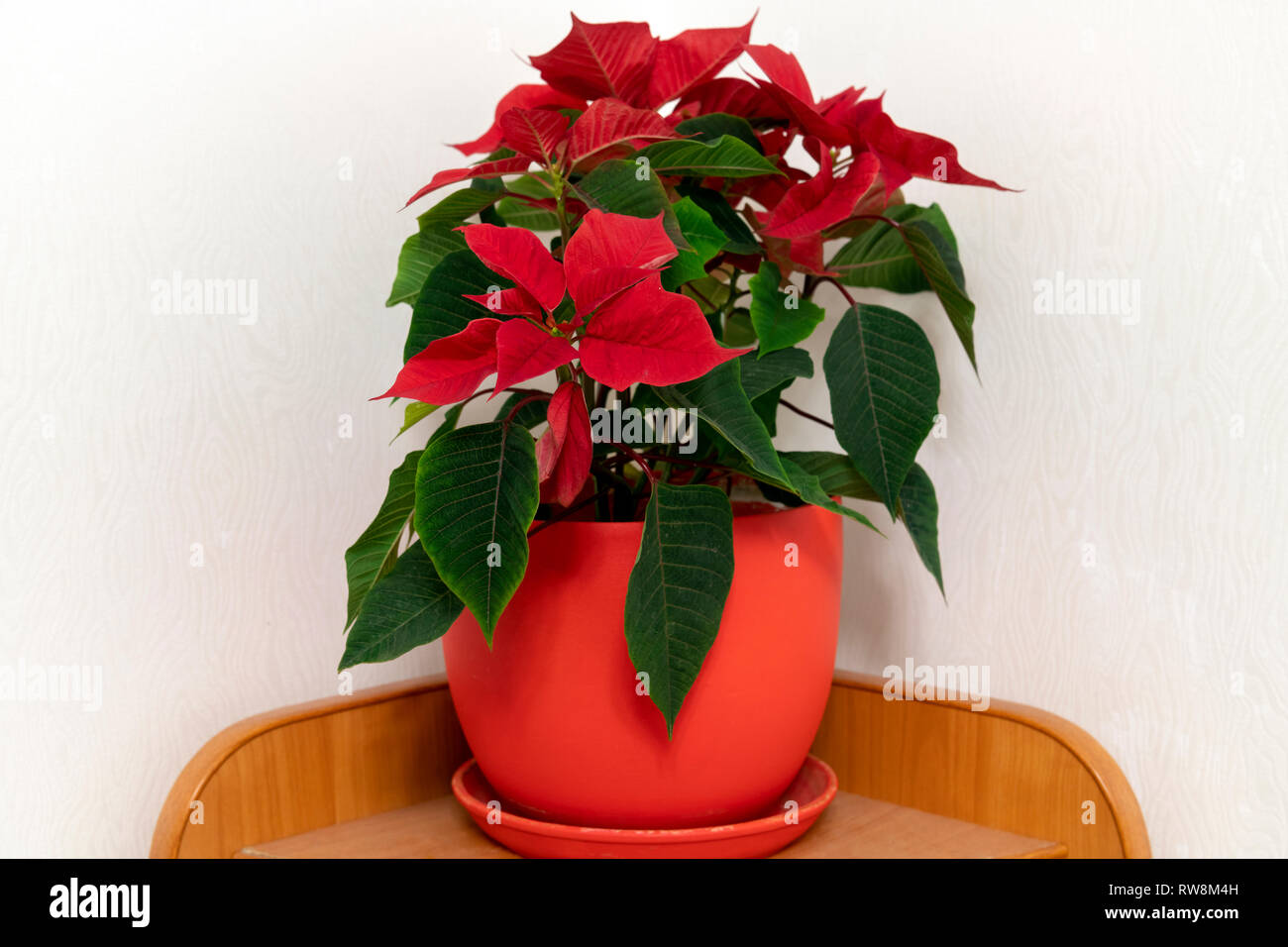 The poinsettia, also known as Christmas Star, against the background of the wall in room Stock Photo