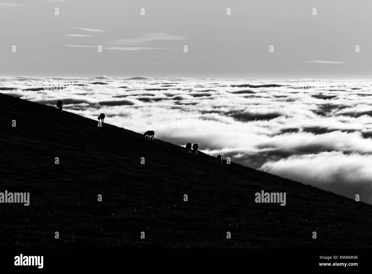 Horses silhouettes on a mountain over a sea of fog. Stock Photo