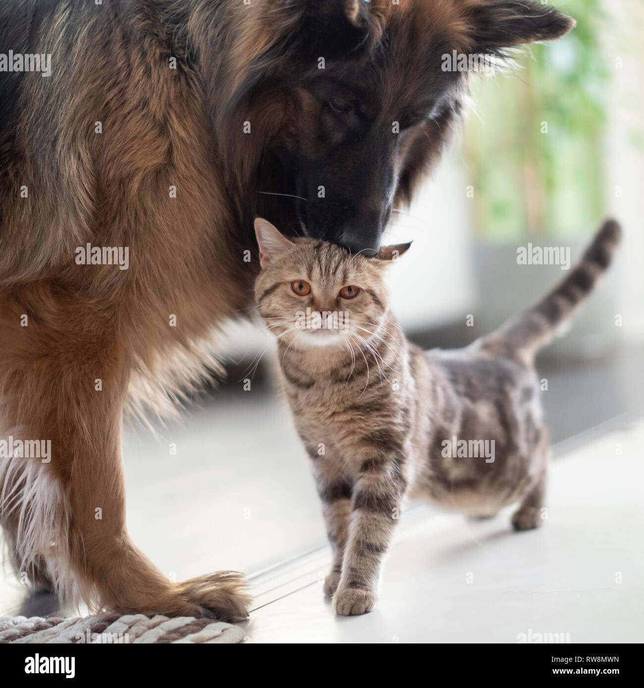 Cat and dog together indoors Stock Photo