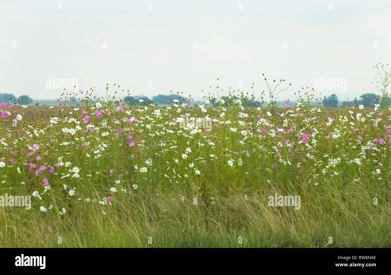 Roadside daisy hi-res stock photography and images - Alamy