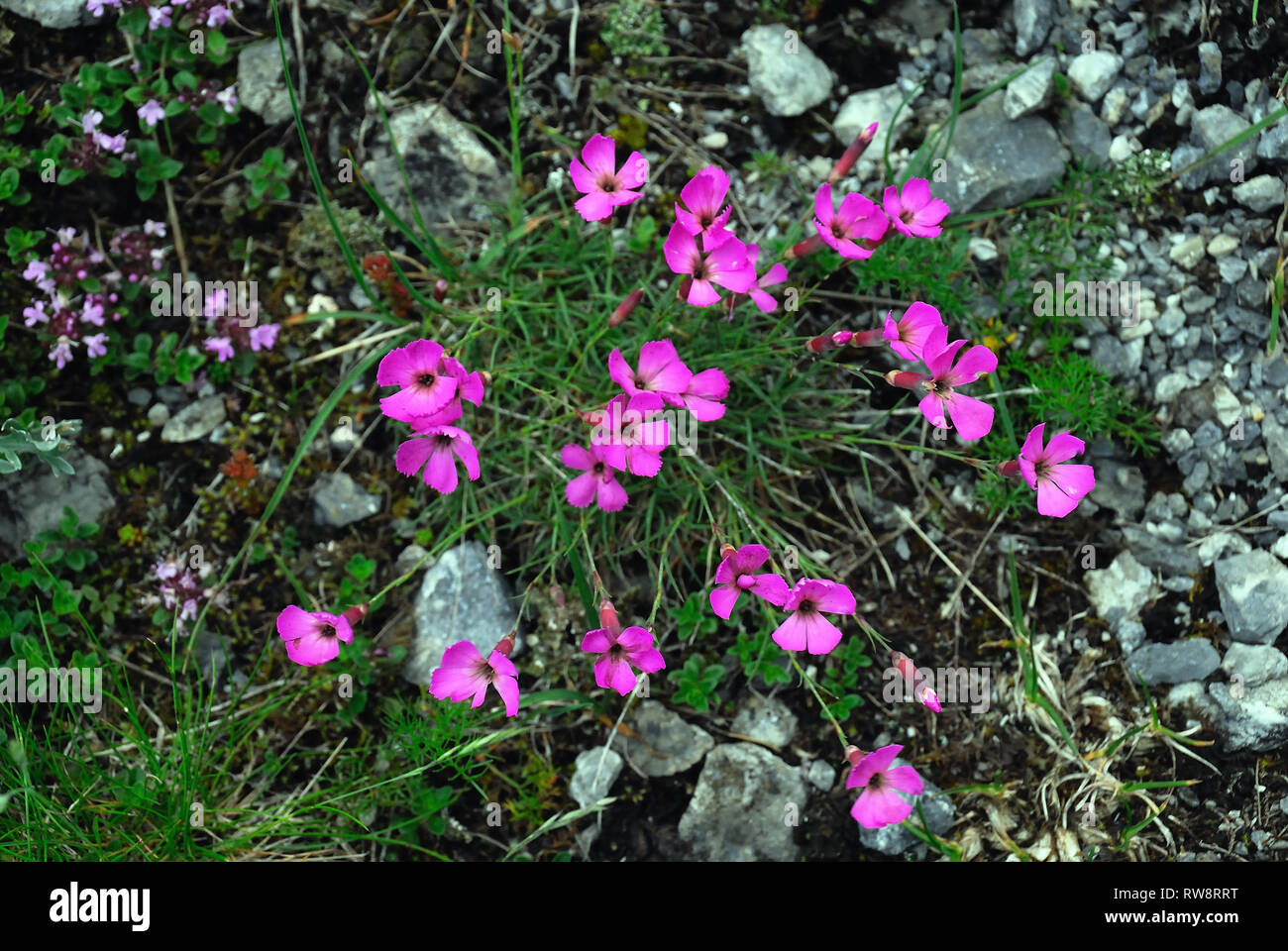 An Alpine pink or Dianyhus alpinus on mount Pal Piccolo, Carnic Alps. Stock Photo