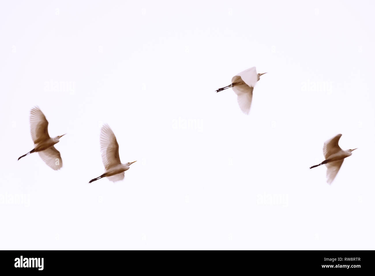 White Herons Flying Blurred Photo With Birds In Motion