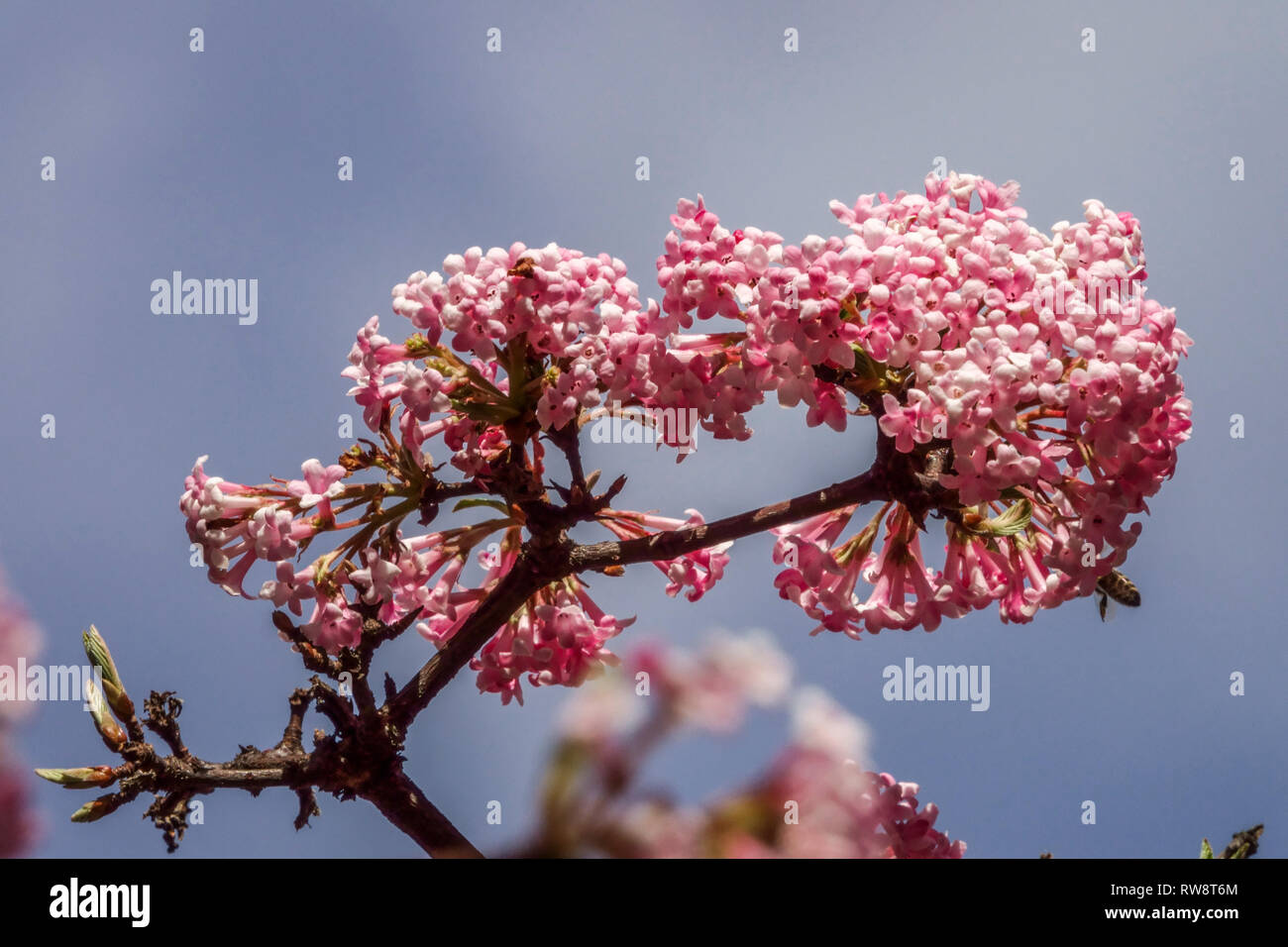 Bodnant Viburnum, Viburnum x bodnantense Stock Photo Alamy