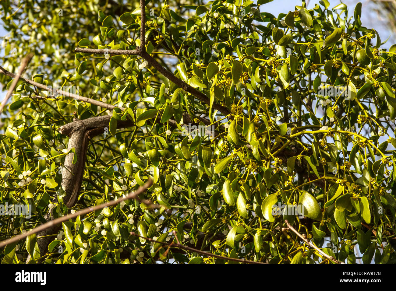 European mistletoe, Viscum album growing on a Populus, Poplar tree Stock Photo