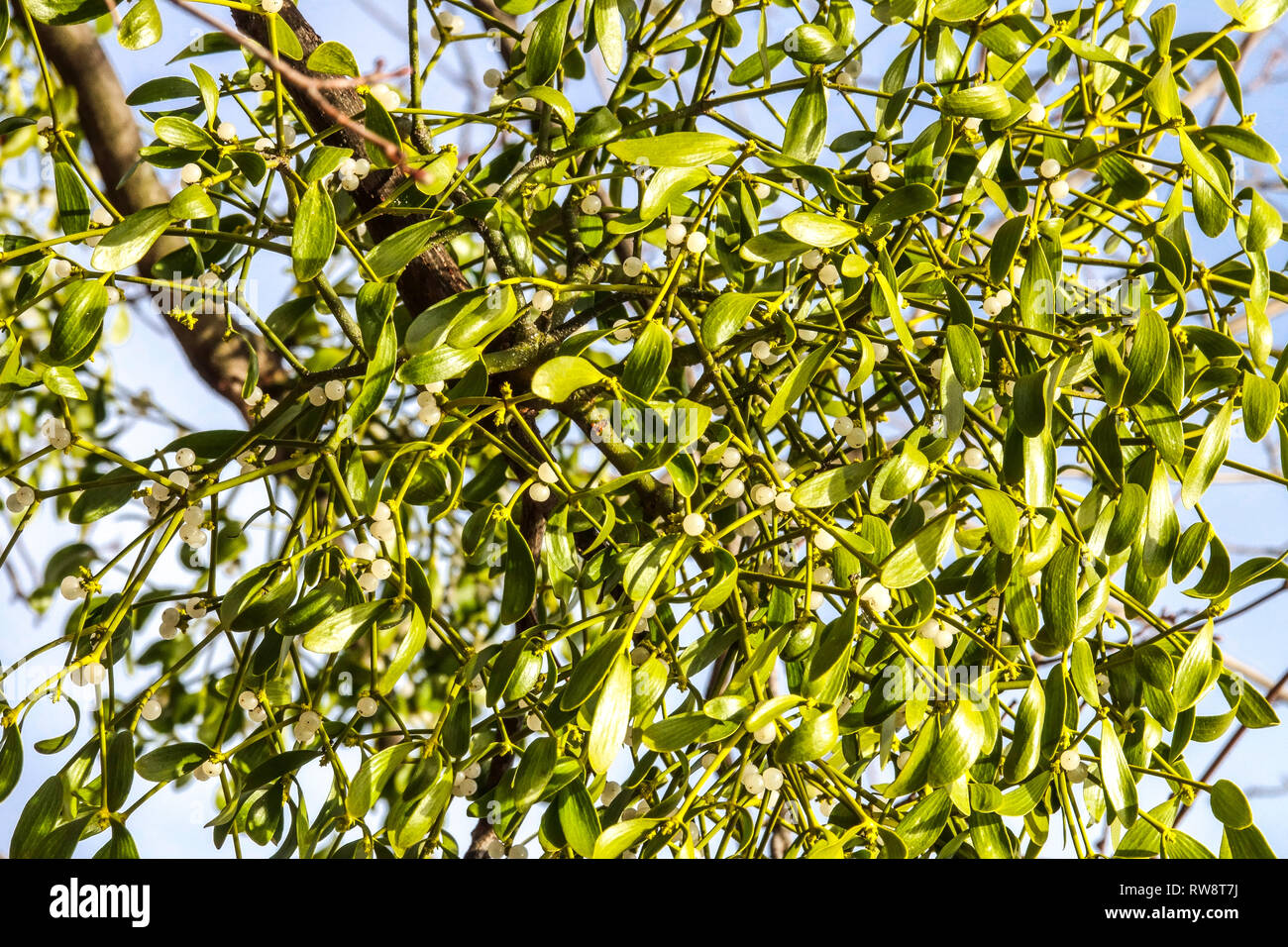 European mistletoe, Viscum album growing on a Populus, Poplar tree Stock Photo