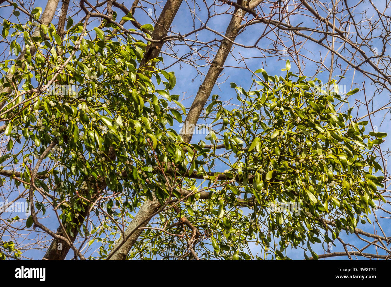 Mistletoe Tree, Viscum album growing on Poplar tree Stock Photo