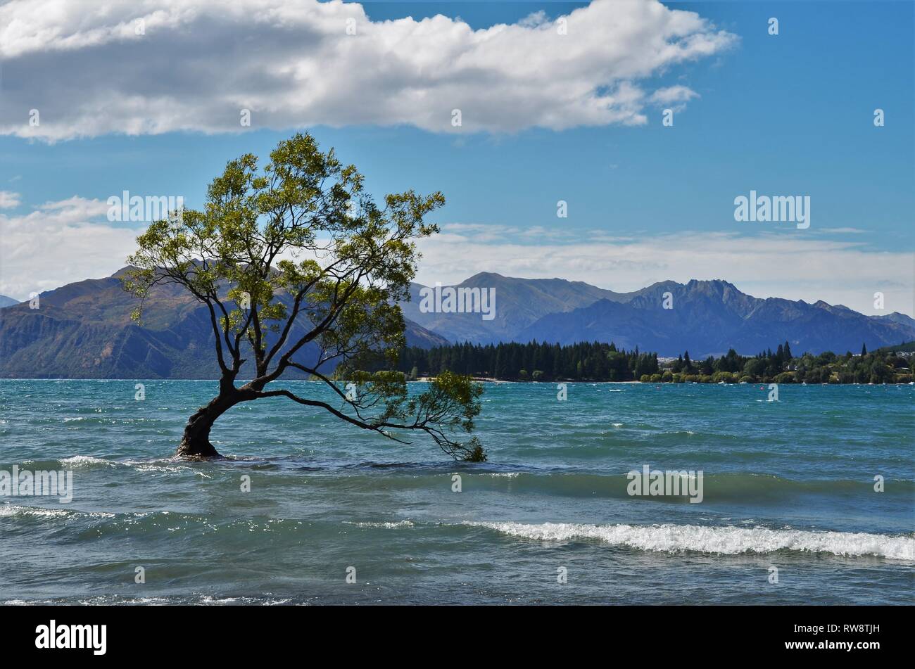 famous tree in the water in New Zealand Stock Photo
