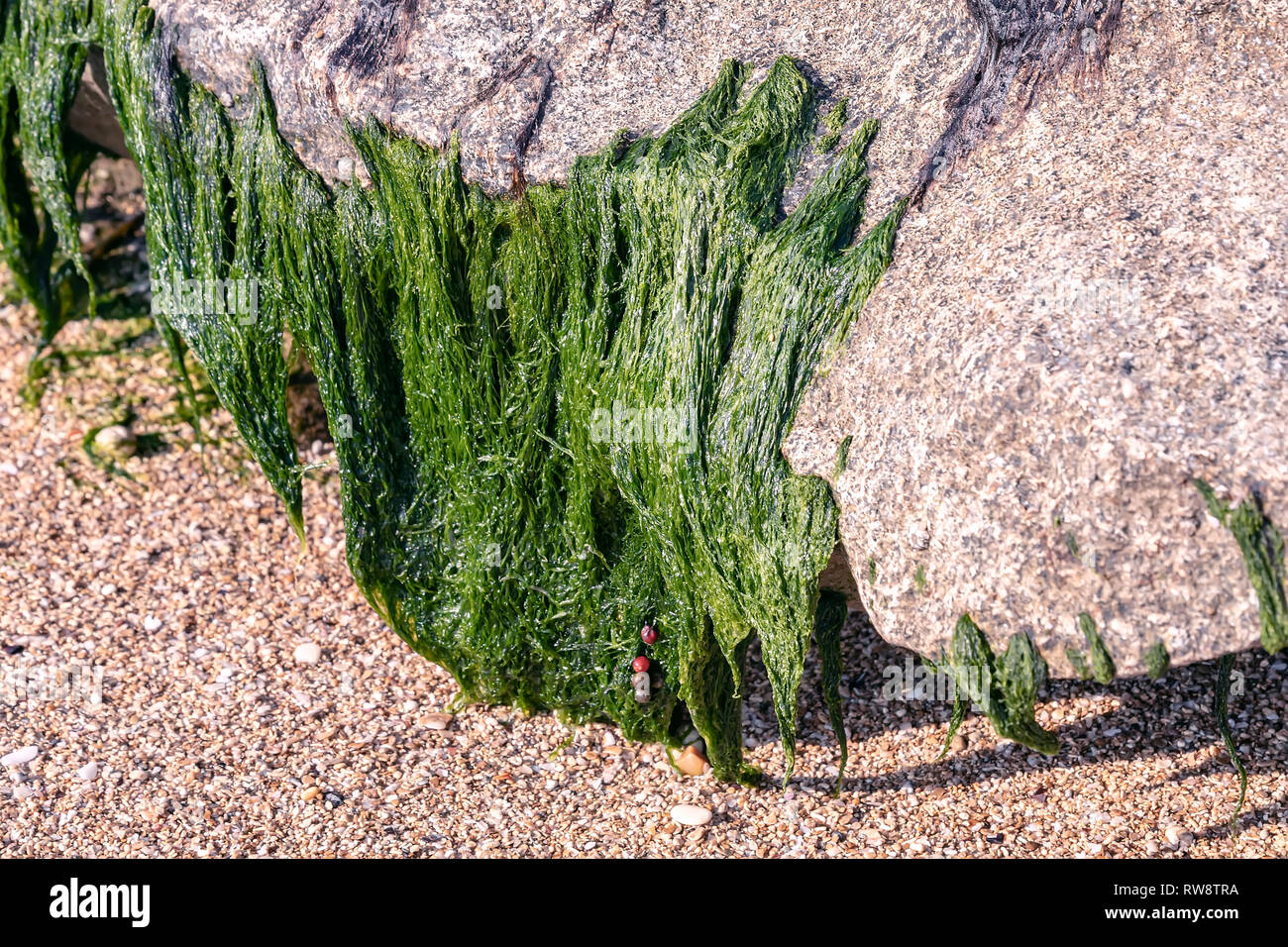 Open cream jar algae. Flowers, black stones and seaweed decoration. Top  view Stock Photo - Alamy