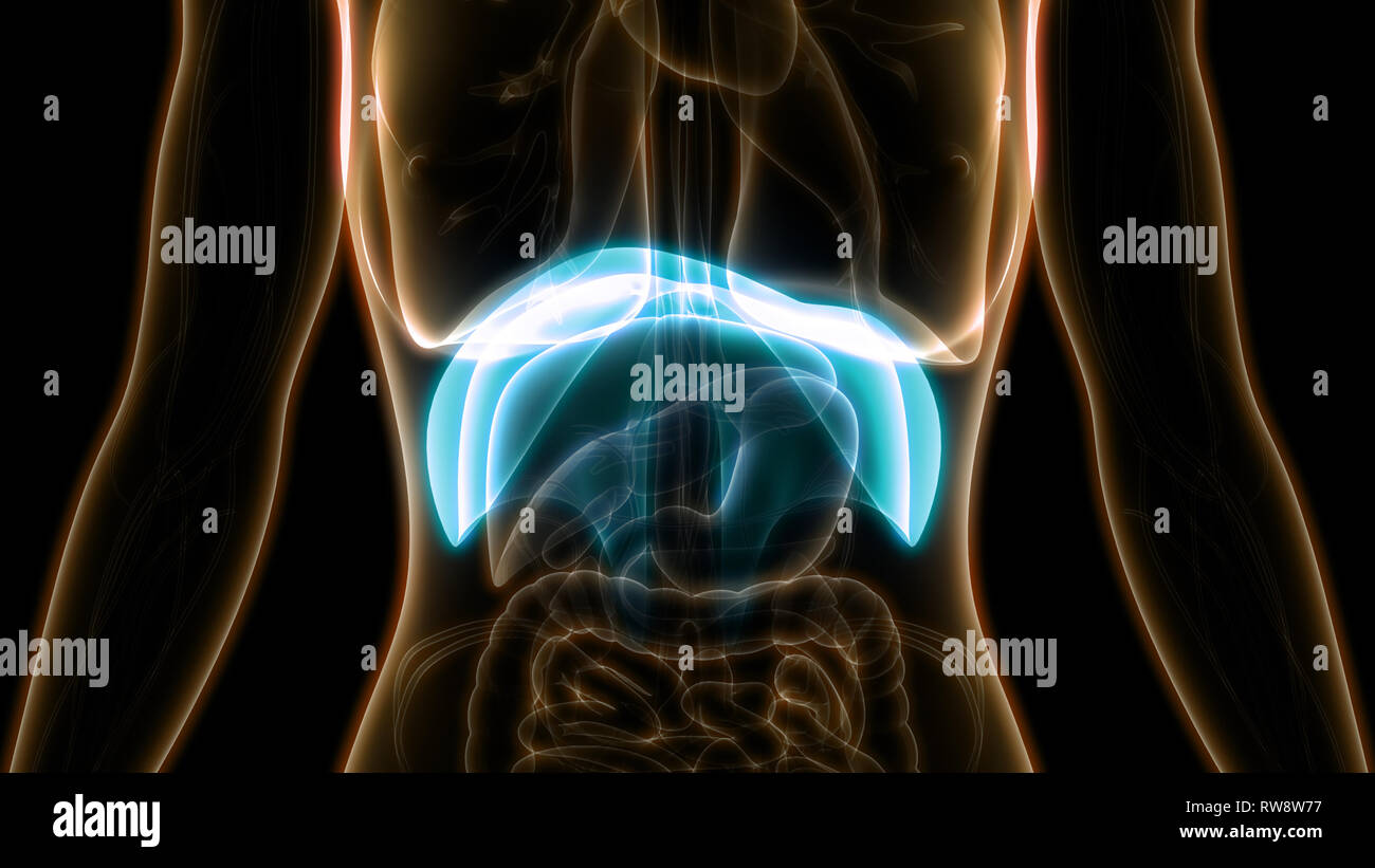 Human Respiratory System Diaphragm Anatomy Stock Photo - Alamy