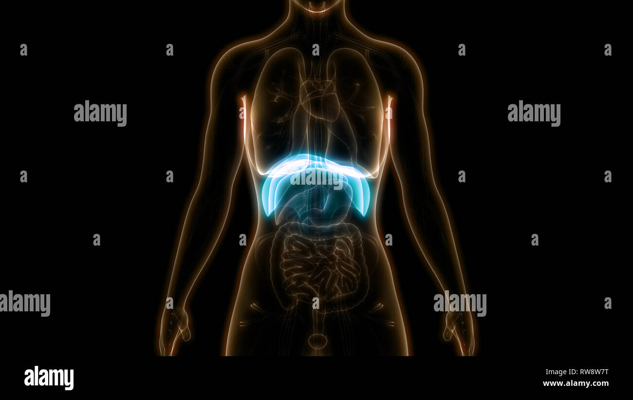 Human Respiratory System Diaphragm Anatomy Stock Photo - Alamy
