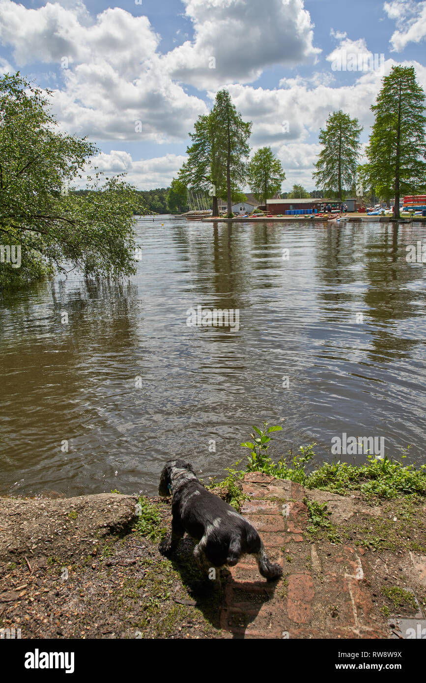 Cocker Spaniel at Hawley Lake, Blackwater, Camberley, Surrey, UK Stock