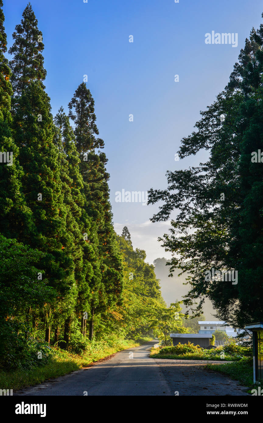 Huge pine trees at ancient forest in Akita, Japan Stock Photo Alamy