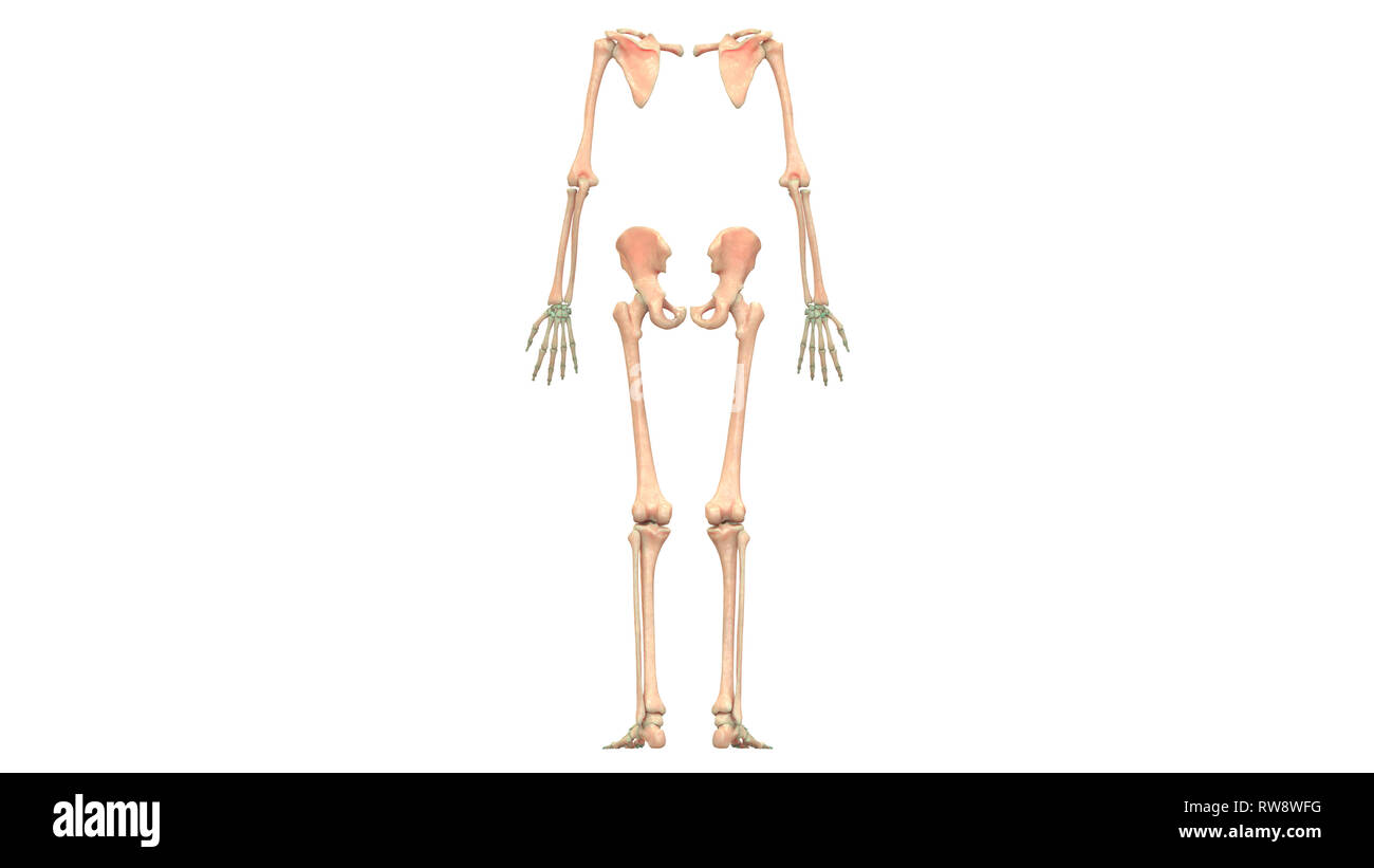 Appendicular Skeleton Hi-res Stock Photography And Images - Alamy