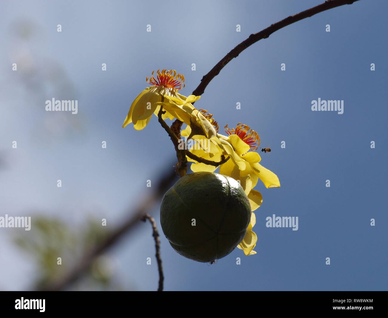 Single flowering Kapok bush fruit (Cochlospermum fraseri), Australia Stock Photo