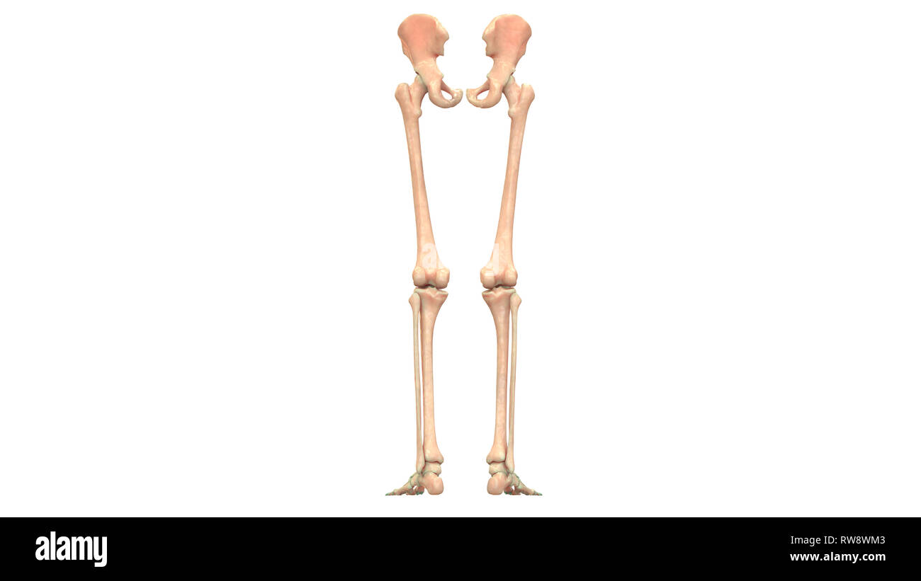 Appendicular Skeleton Stock Photos & Appendicular Skeleton Stock Images ... Biology Diagrams