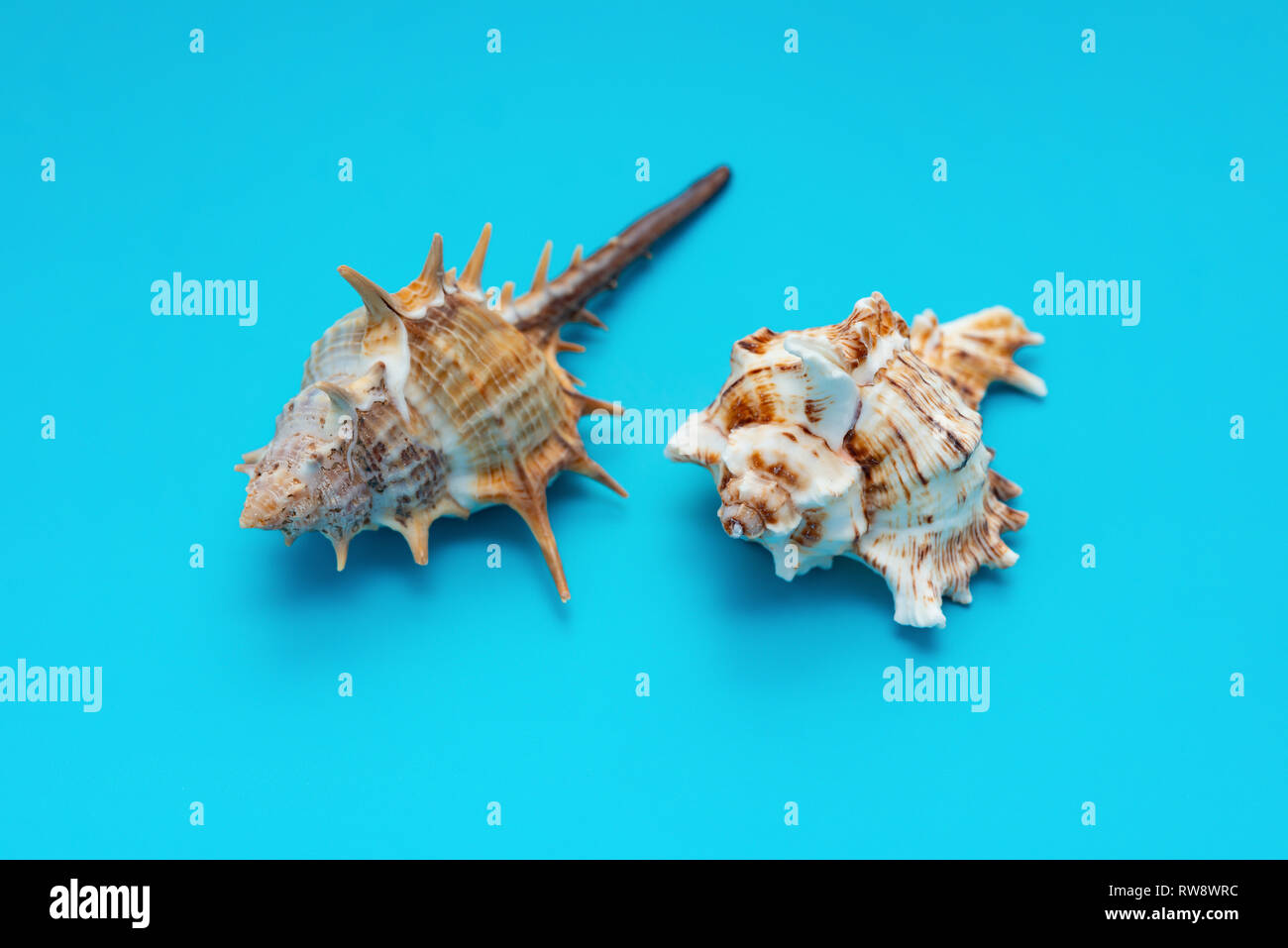 two pieces conch shells on a blue background Stock Photo Alamy