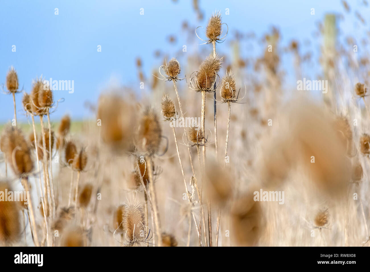 sere teasel plants at autumn time Stock Photo